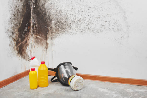 Best Residential Mold Remediation in Conover, NC