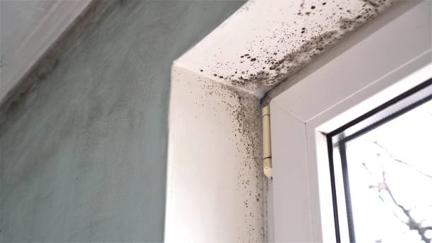 Best Bathroom Mold Remediation in Conover, NC