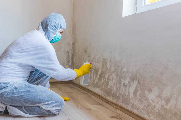 Professional Mold Remediation in Conover, NC