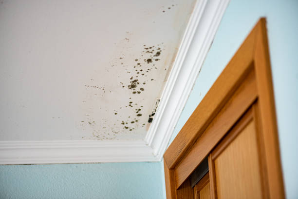 Best Crawl Space Mold Remediation in Conover, NC
