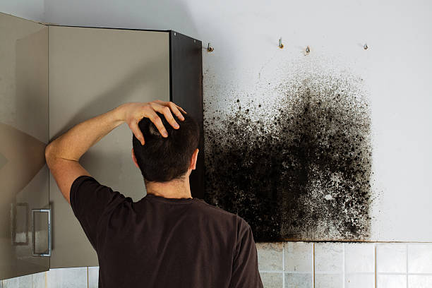 Best Emergency Mold Remediation in Conover, NC
