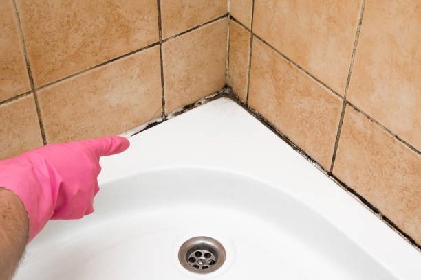 Best Commercial Mold Remediation in Conover, NC